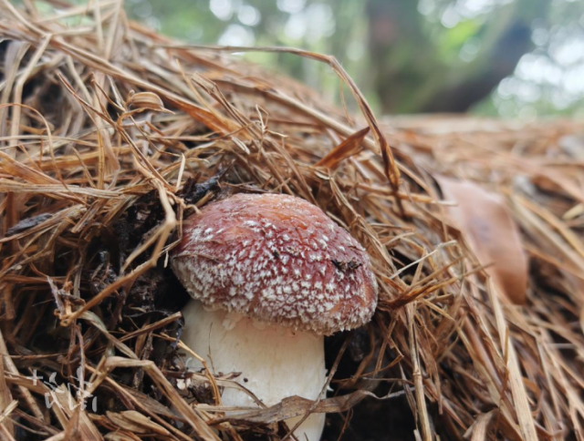 南溪镇登峰村产出的优质红松茸。